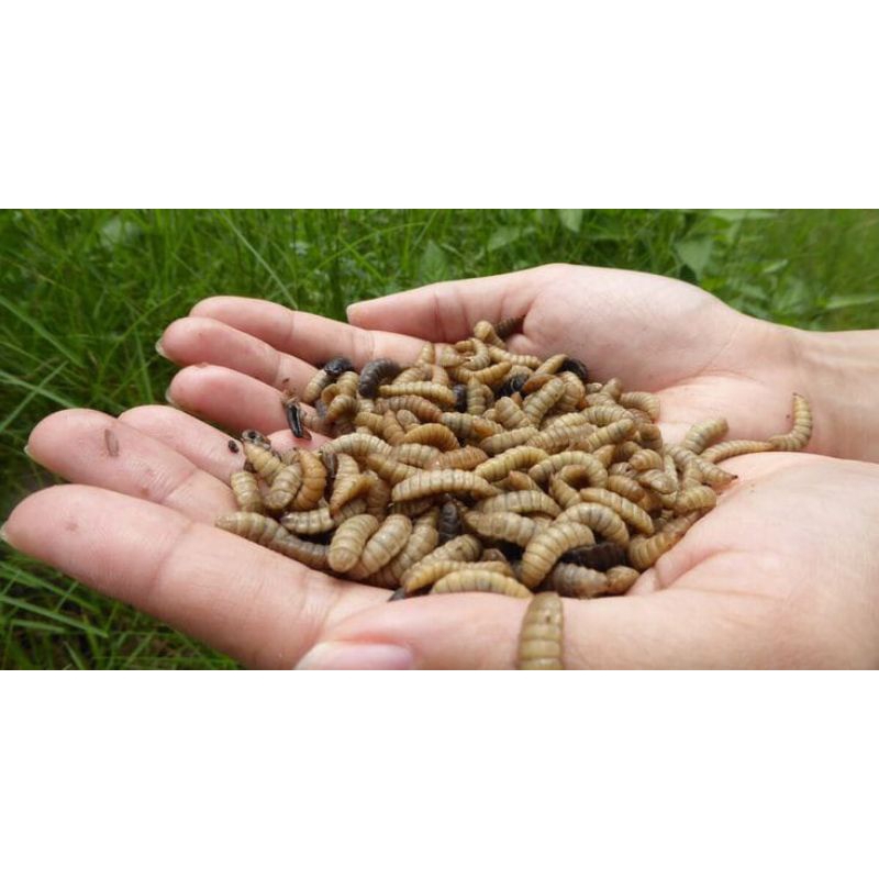 magot bsf 100 gram#magot#pakan ternak#magot hidup#larva