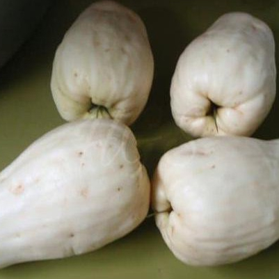 

jambu susu pasar online makassar