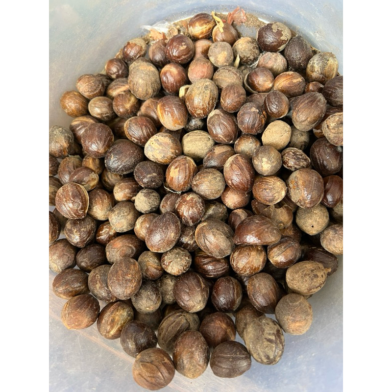 

buah pala / rempah pala 100 gr