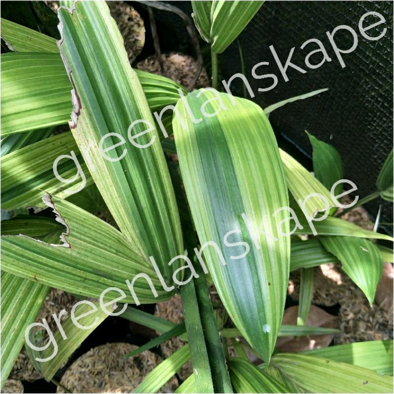 tanaman Palem merah  varigata mutasi palm varigata