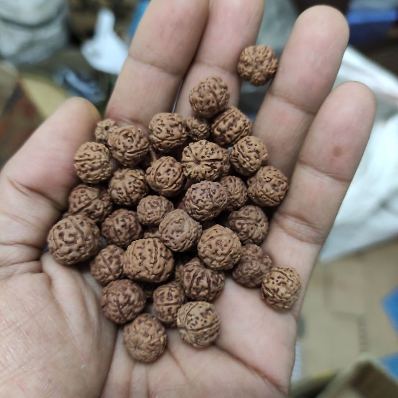 JENITRI RUDRAKSHA MUKHI 5 SIZE 12_14MM 110 pcs