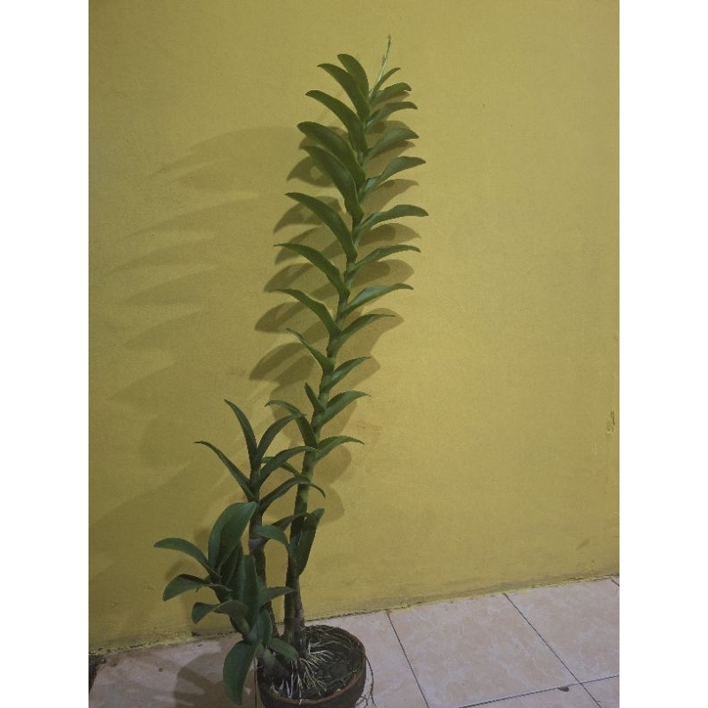 Anggrek dendro jumbo