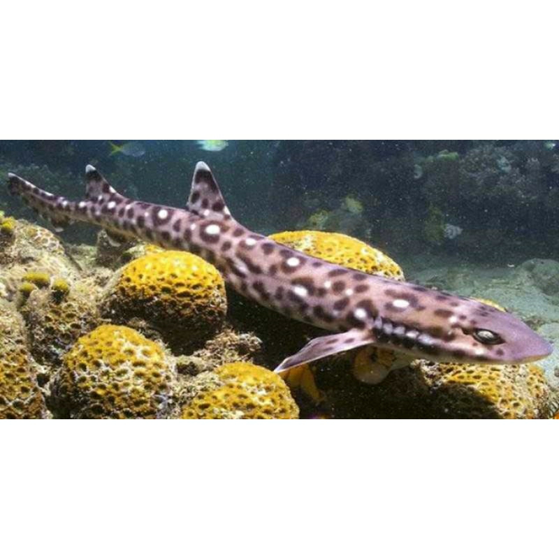 GECKO SHARK / HIU TOKEK
