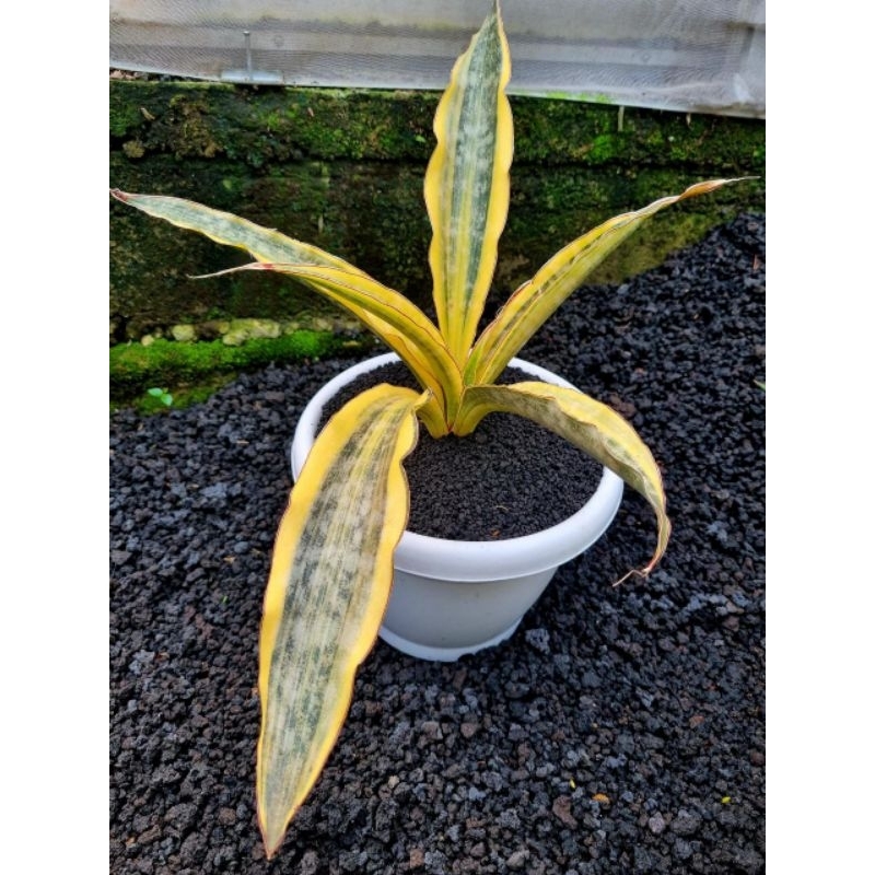 sansevieria Kirki Brown Variegata