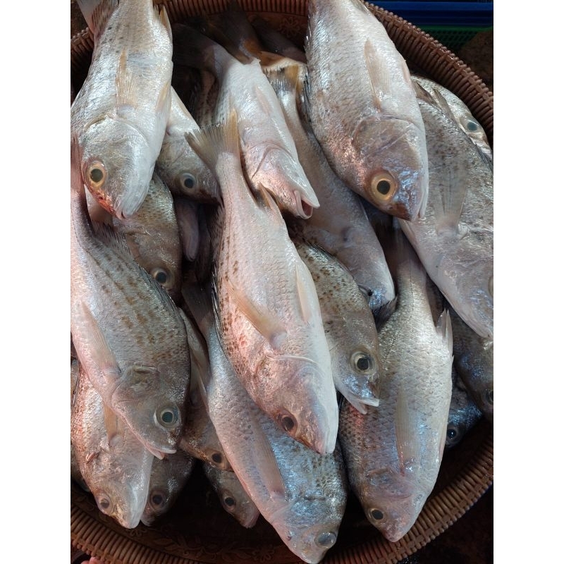 

PROMO IKAN GROT SEGAR 1KG