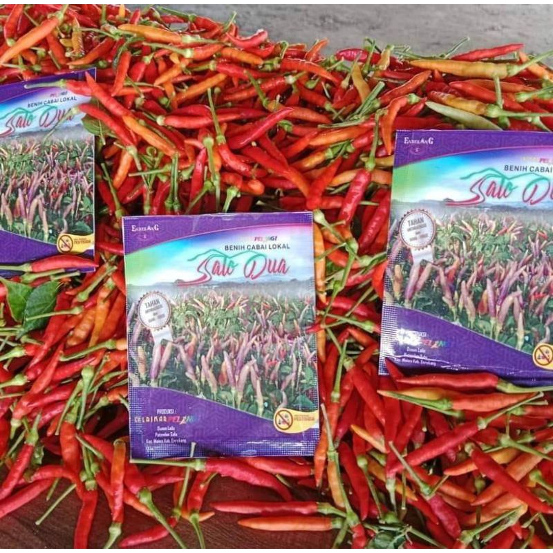 

BENIH CABE SALO DUA LOKAL BERKUALITAS 200BIJI 11.000