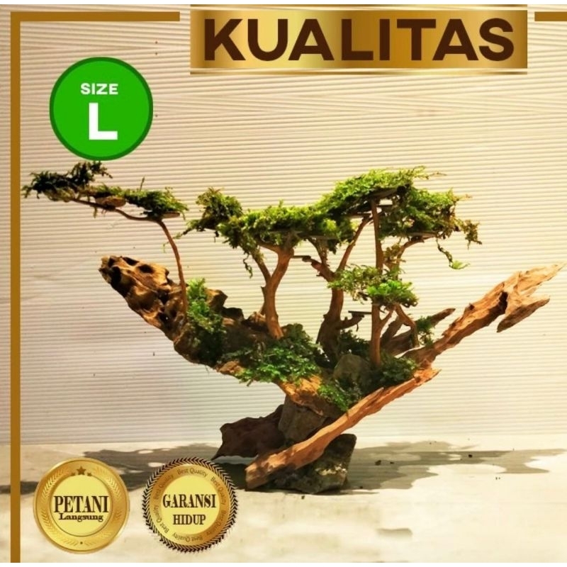 Bonsai Jungle Book (L) Tanaman Air Aquascape Hiasan Aquarium Ikan Hias