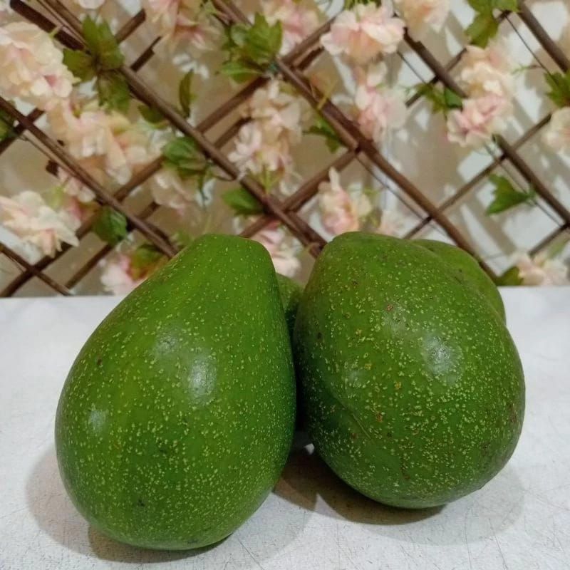 

Alpukat Kecil