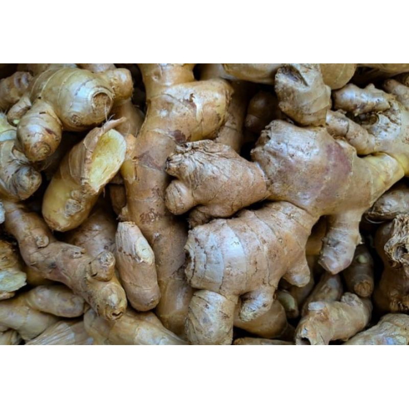 

Jahe Gajah Pedas (500 g)