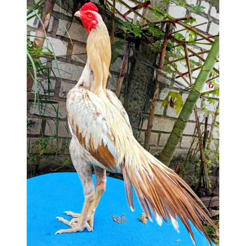 Anak Ayam Bangkok Ekor Lidi,usia 1sampai 2bulan