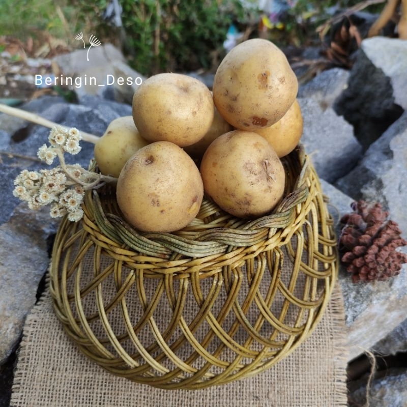 

kentang ukuran sedang dari petani 500gr