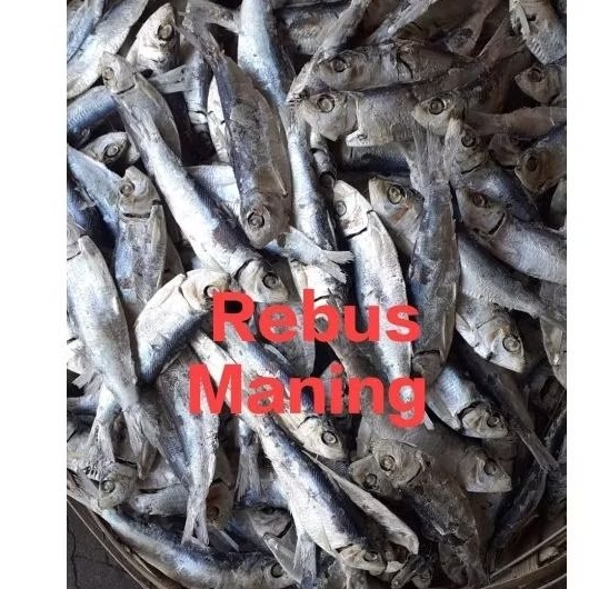 

Ikan Rebus maning Sibolga 1 kg 1000 gram
