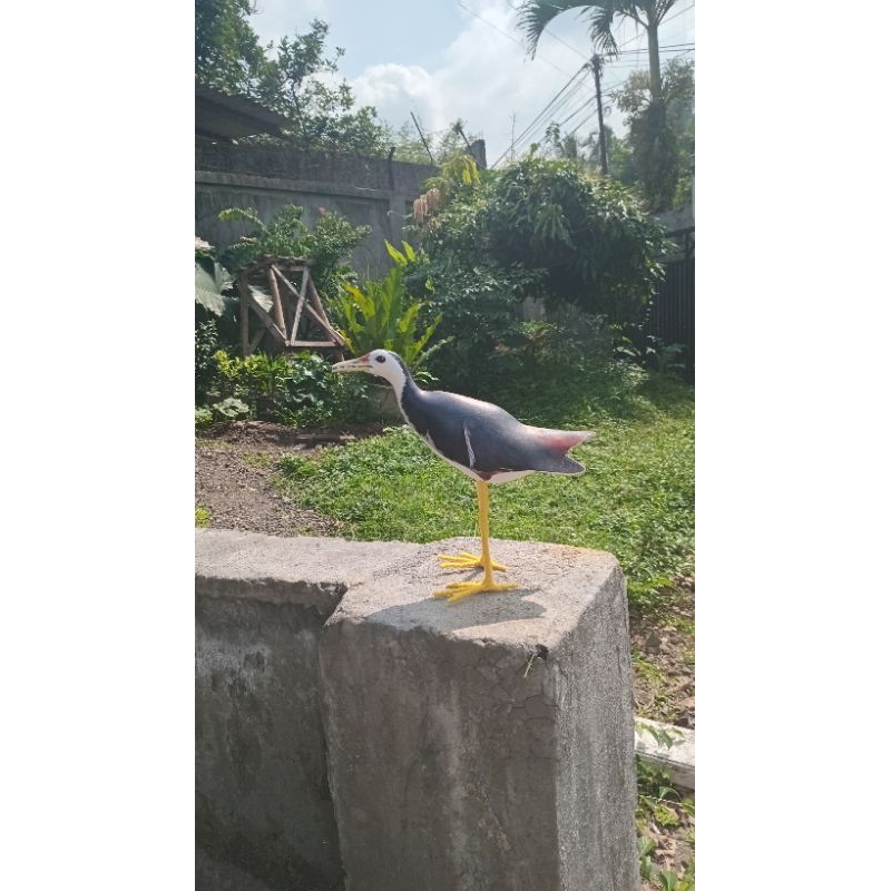 Jontrot mainan manekin dami burung kareo 1