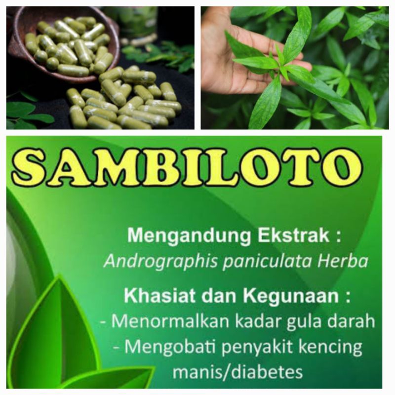 

Kapsul Sambiloto 100pcs Murni