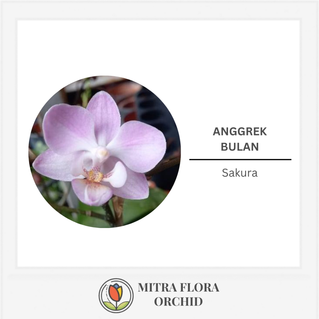 Anggrek Bulan Mini Sakura