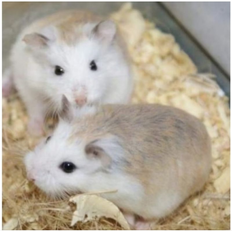 Hamster Roborovski!!!