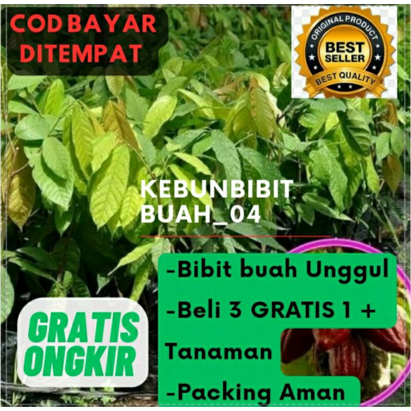 Bibit Coklat kakao Bibit Unggulan Cepat Berbuah