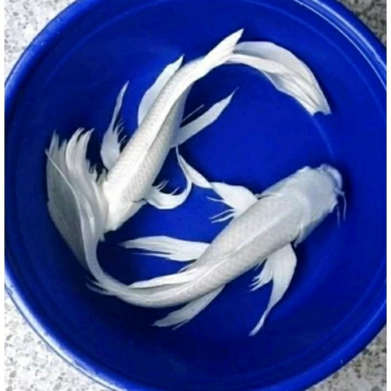 bibit KOI PLATINUM SLAYER ISI 30 BONUS PAKAN IKAN