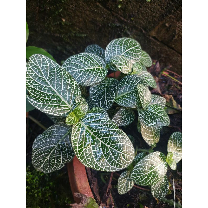 tanamna fittonia verschaffeltii