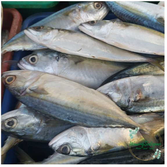

Ikan Segar Ikan Kembung Banjar 500 gram Segar Bukan Frozen