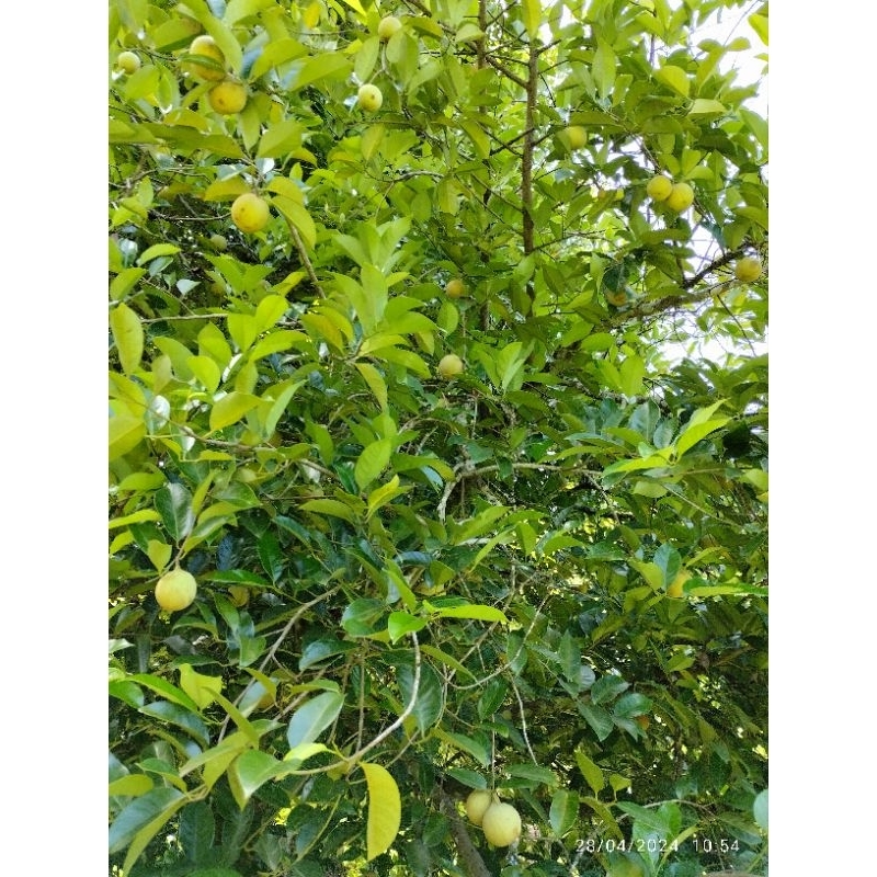 

Daun pala segar 100 lembar baru di petik saat ada orderan masuk tanpa bahan pengawet di jamin 100% herbal alami