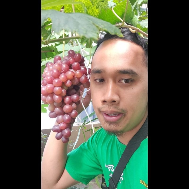 Bibit anggur nizina sho