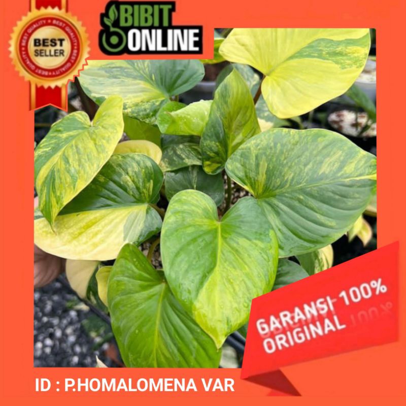 Bibit Philodendron HOMALOMENA VAR original