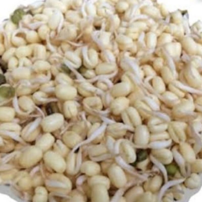 

kecambah 1kg
