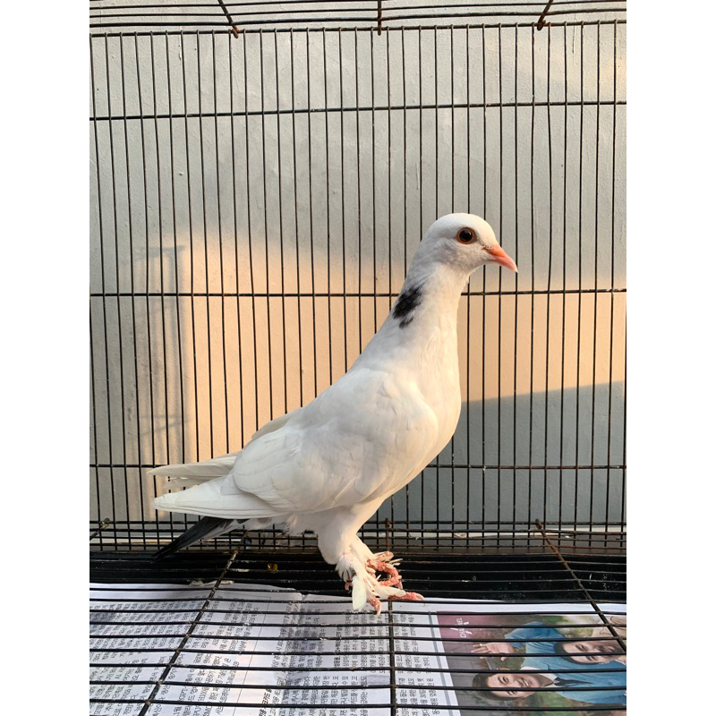 Burung Merpati Jembros Putih Merpati Tinggi Kolongan