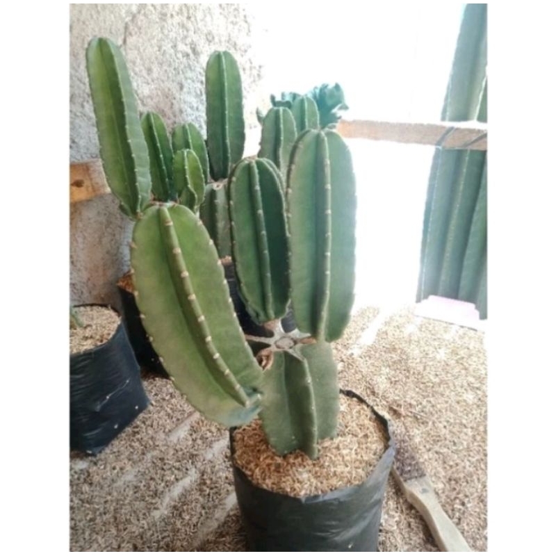 ( BISA COD ) Tanaman Kaktus Koboi Bercabang / Pohon Kaktus Bercabang / Tanaman Kaktus Bercabang / Bu