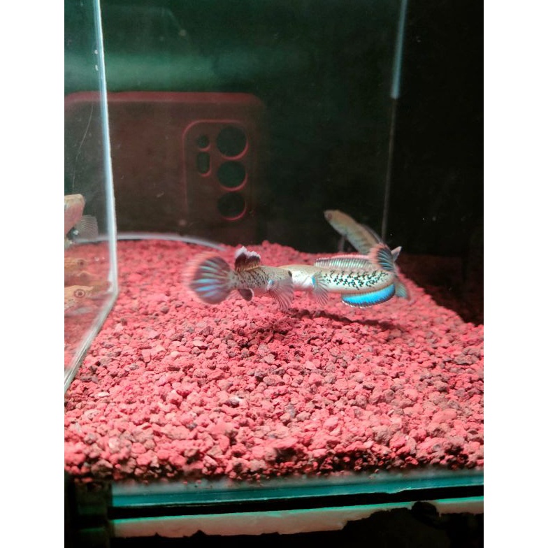KODE O53P Stewarti Karbialong 67cm Grade A Fulldot brontok