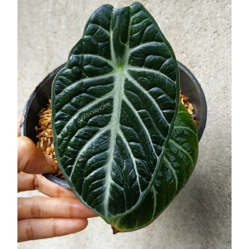 TERMURAH - RARE ITEM ALOCASIA NINJA - ALOCASIA BLACK VELVET NINJA