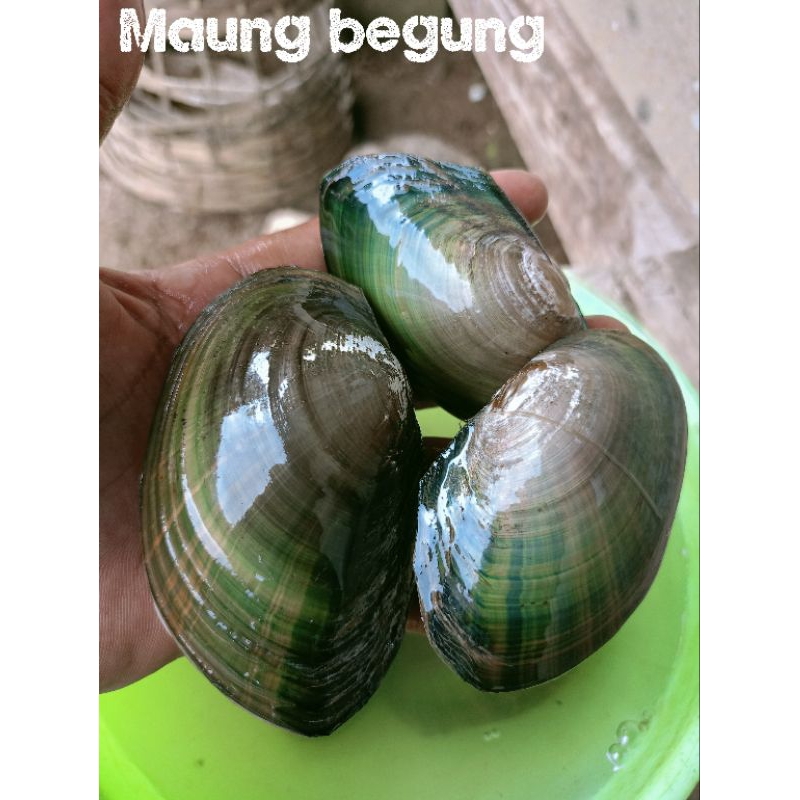 Kijing kerang air tawar 1 kg hiasan akuarium