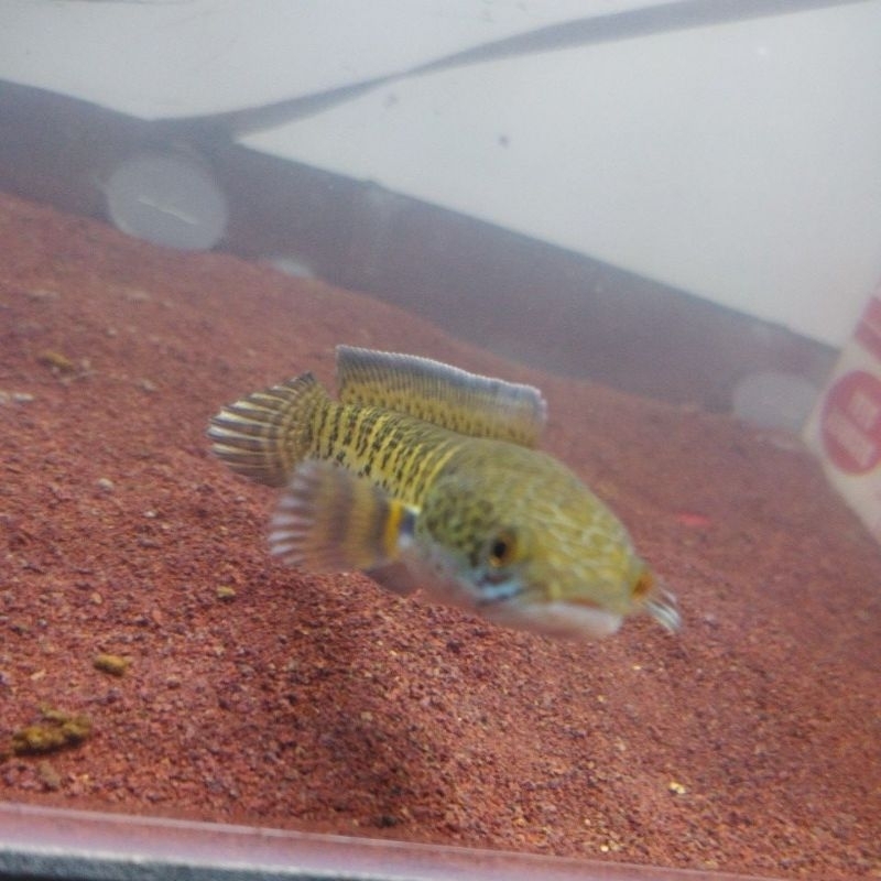 chana auranti wc 5-7