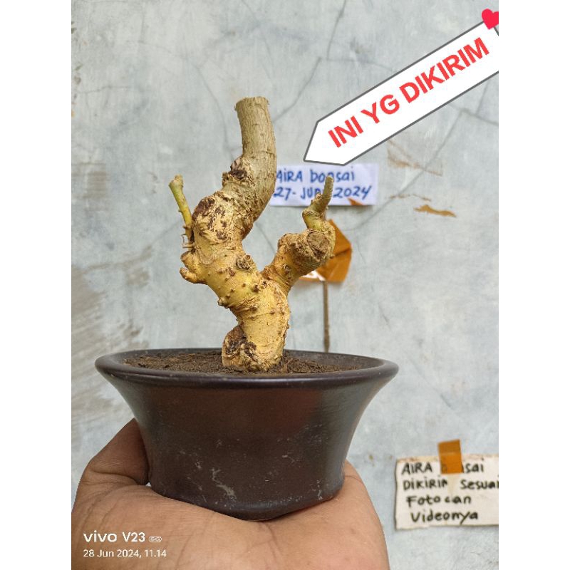 bahan bonsai serut mame dongkelan meliuk