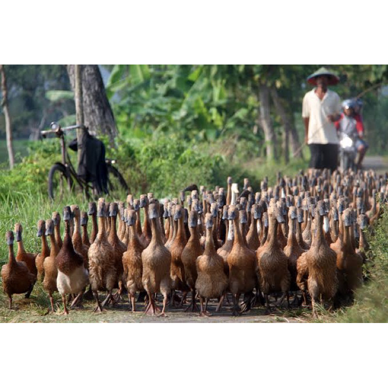 

TELUR FERTIL BEBEK JAWA PETELUR HANDAL UNTUK DI TETASKAN
