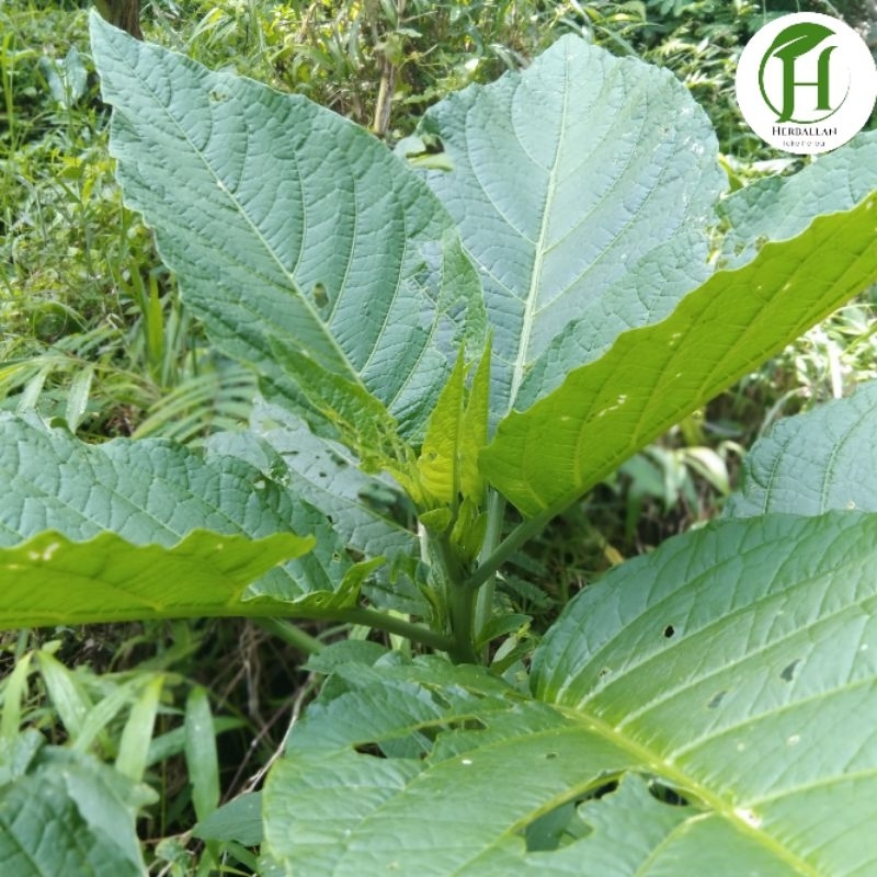 

Daun kecubung segar 500 gram