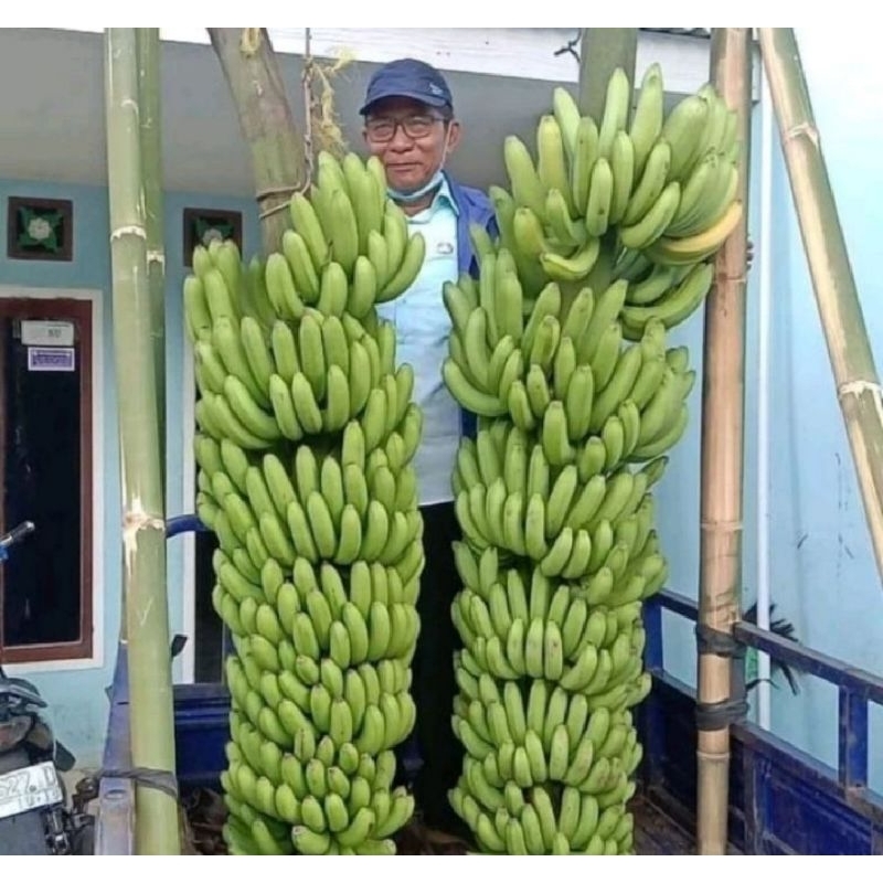 

PISANG MULYOL DEMPIT