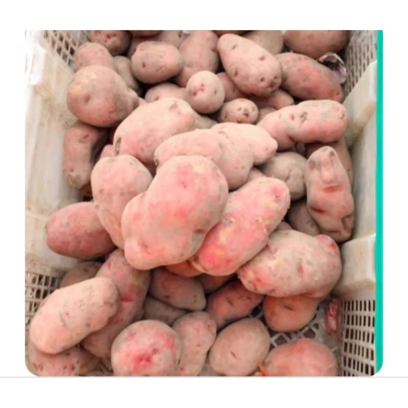 

kentang merah 500gram