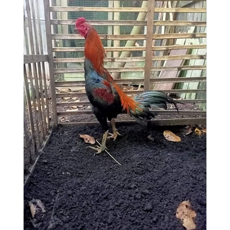 Telur Ayam Bangkok Rampang eks Mangon