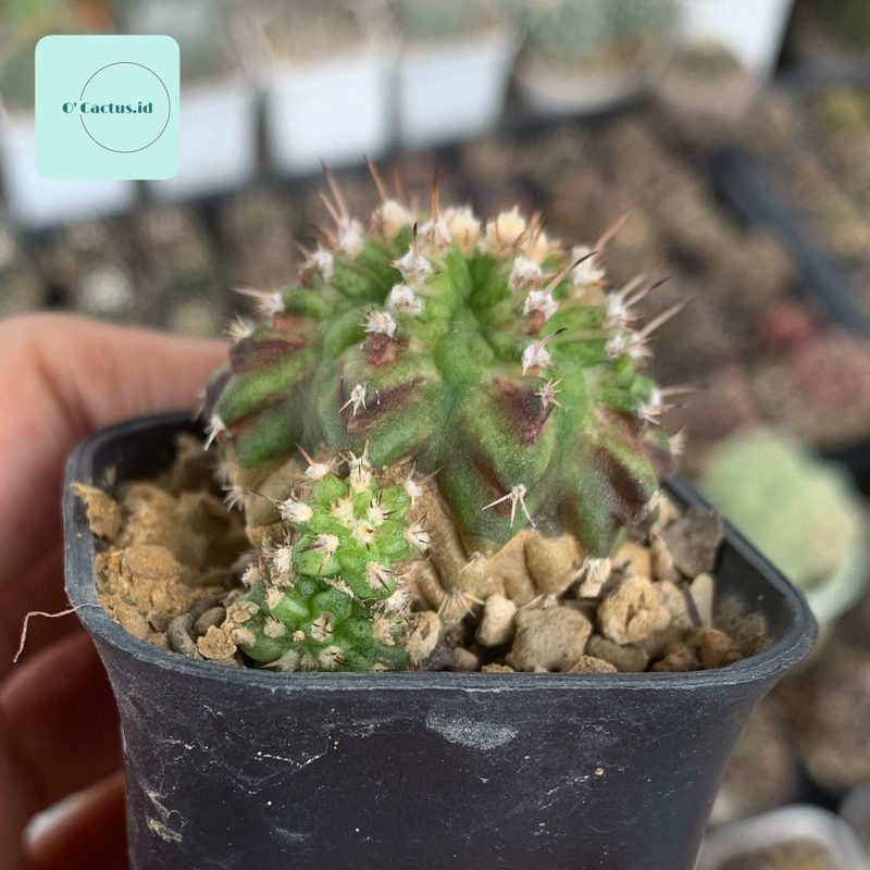 Gymnocalycium Daydream x Trex Kaktus gymno day dream miha mihanovichii hybrid tseries tganks tanaman