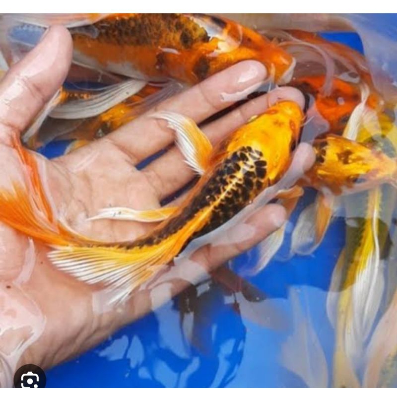 PAKET ISI 3 KOI METALIK SLAYER KUMPAI SIZE 10-12 CM