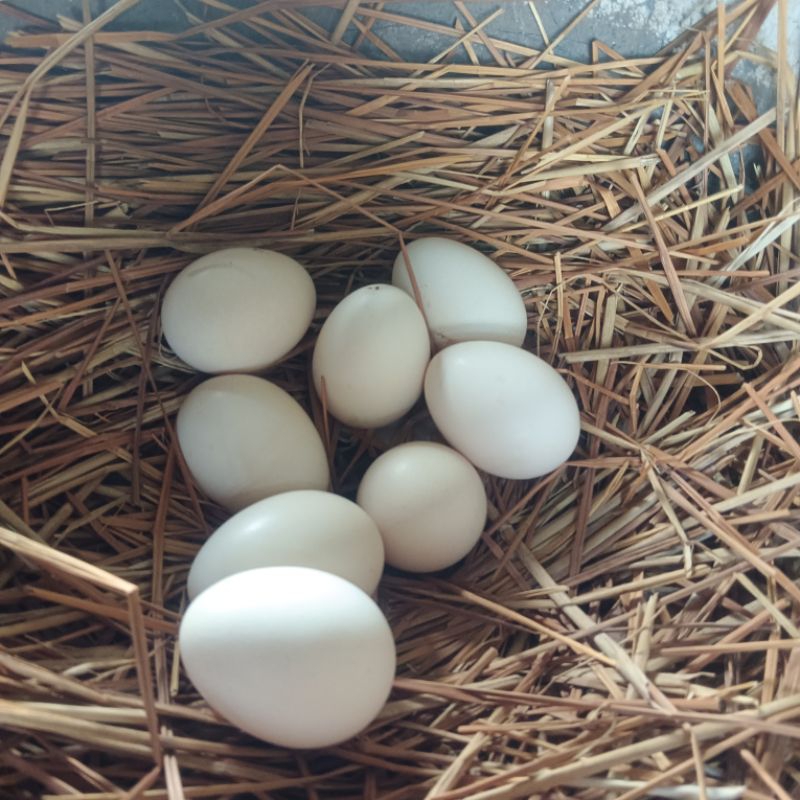 

telur ayam kampung 5 butir