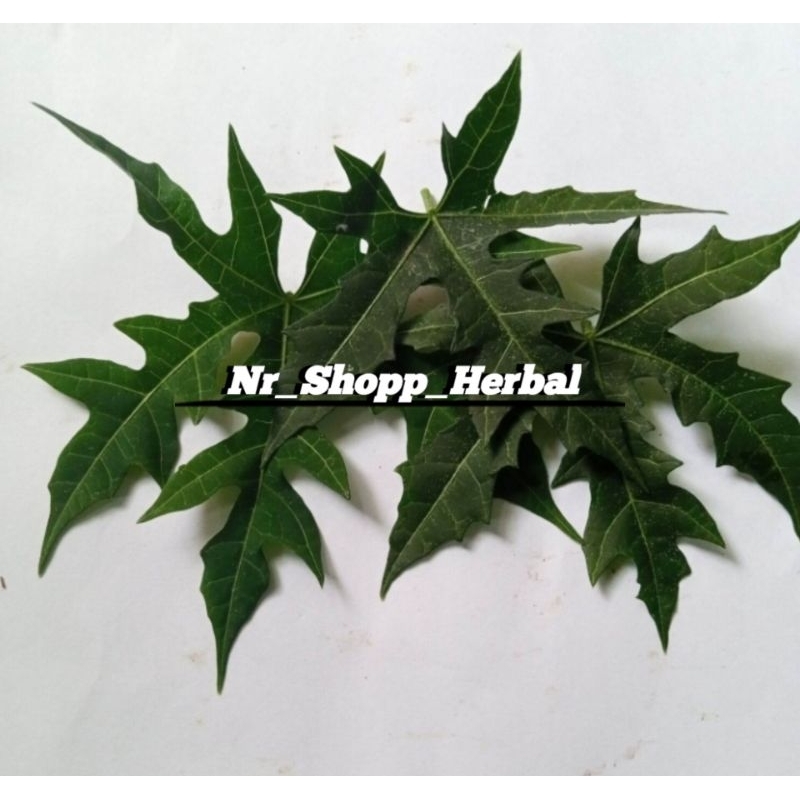

1KG FRES DAUN GEDI/PEPAYA JEPANG