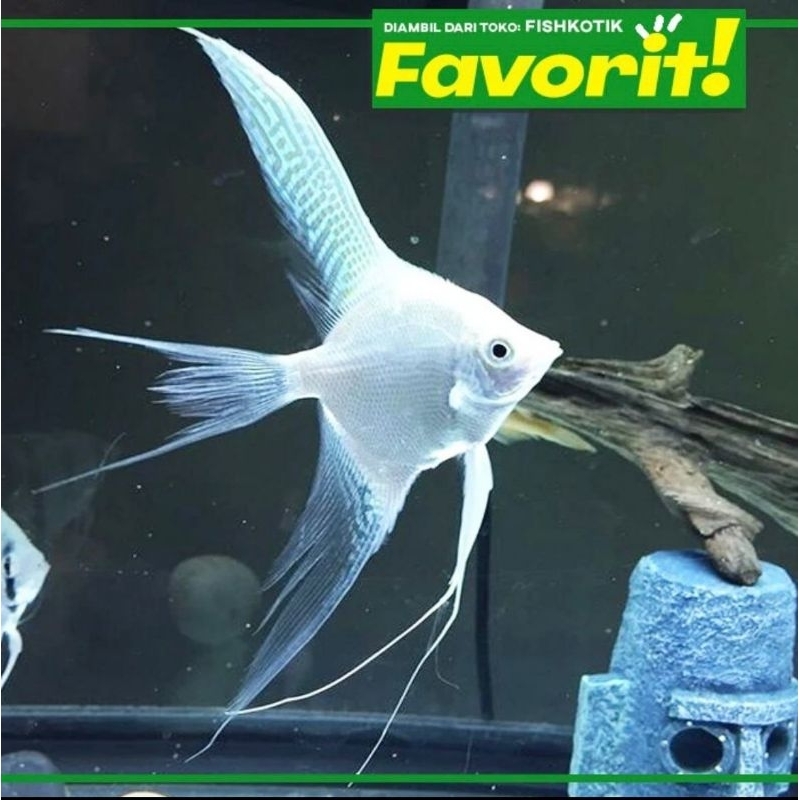 Manfish Platinum Slayer Ikan Hias Aquascape Hiasan Aquarium