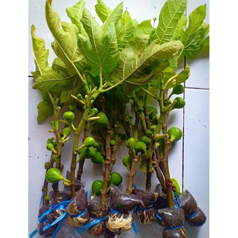 bibit buah tin / tanam tin