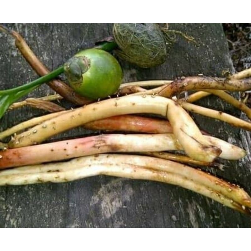 

Akar pohon pinang segar / akar pinang segar 1 kg
