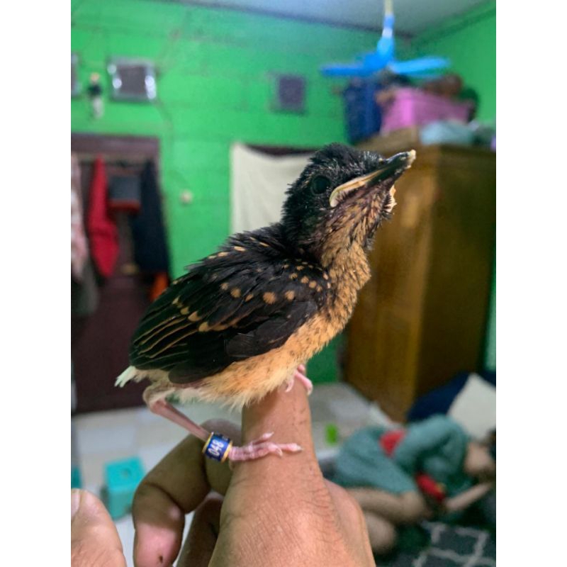 murai batu medan jantan