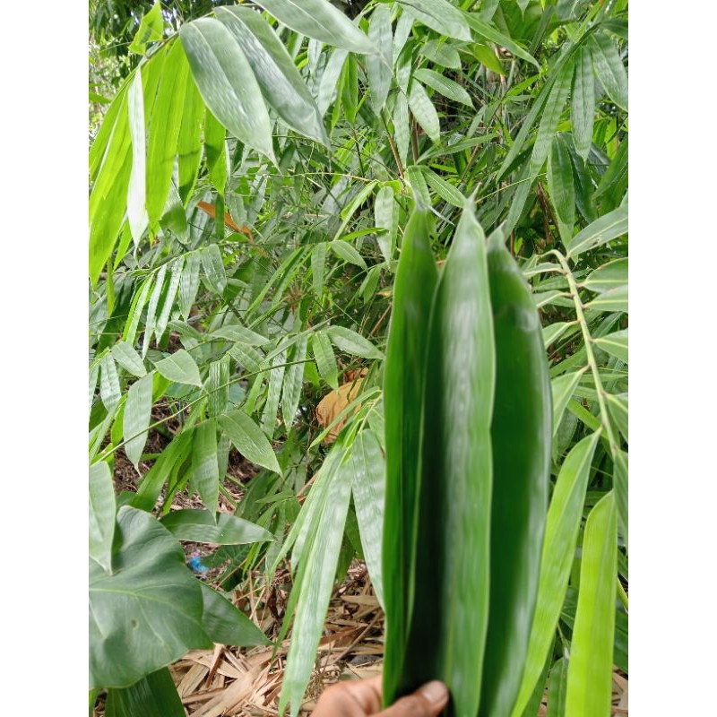 

Daun Bambu Backang 100 Lembar Daun Bambu Segar Bungkus Bacang/ Bakcang Daun Bambu