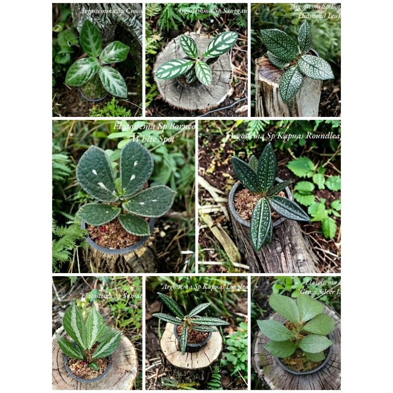 Paket Tanaman Argostemma Elatostemma Variant Jenis - Tanaman Hias Paludarium